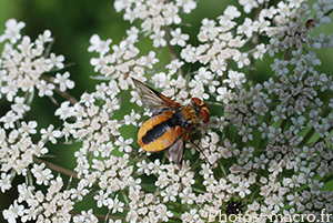 Ectophasia crassipennis